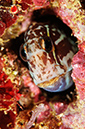 Black_Comb-tooth_L2696_46_Triton_Bay1