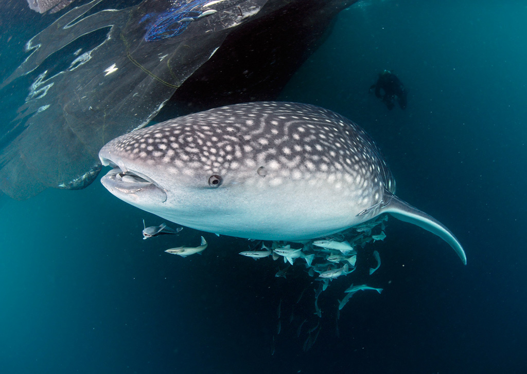 Whale_shark_L2692_26_Triton_Bay1