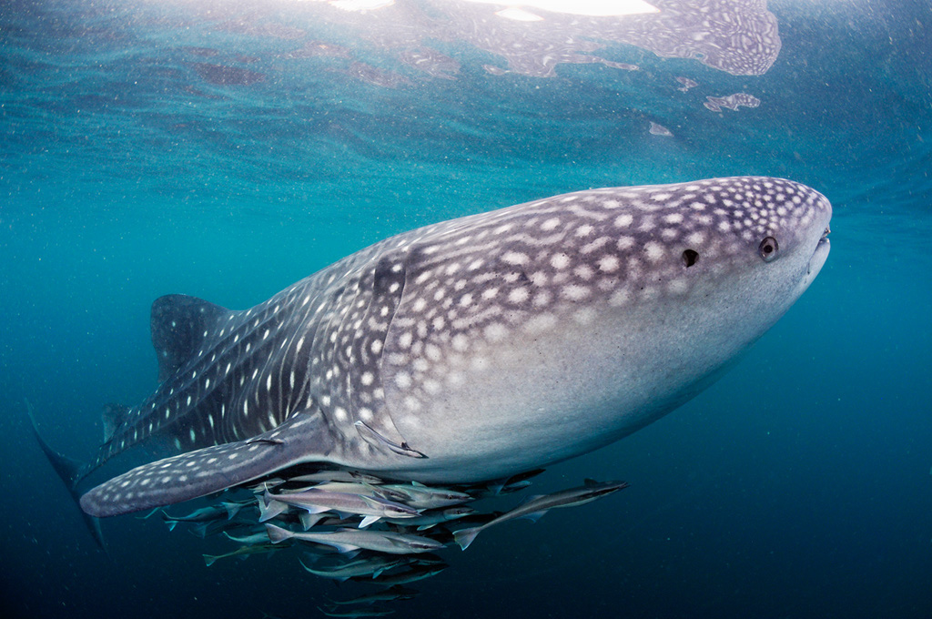 Whale_shark_L2692_59_Triton_Bay