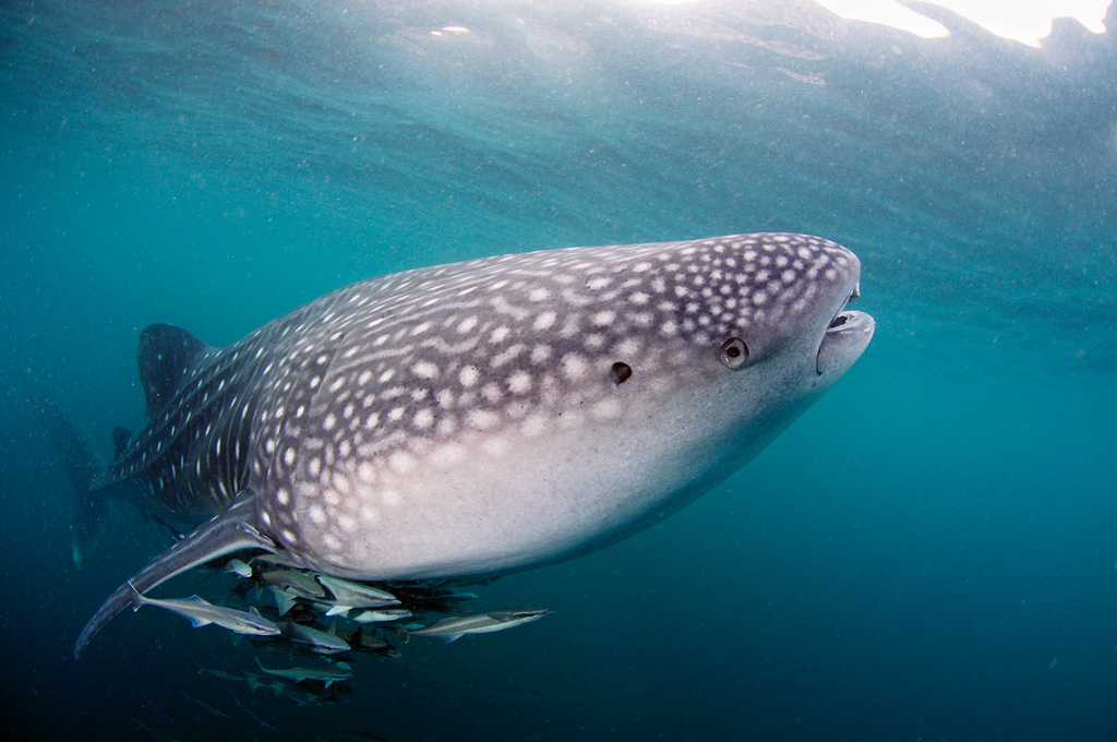 Whale_shark_L2692_58_Triton_Bay