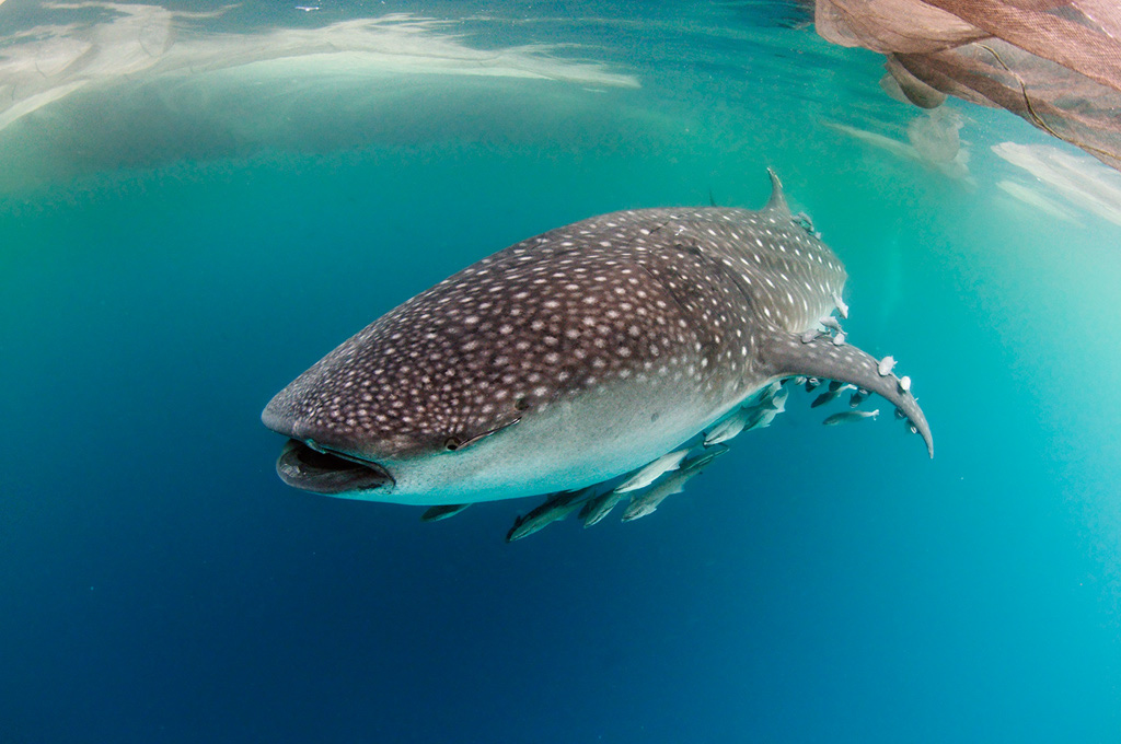 Whale_shark_L2669_117_Triton_Bay