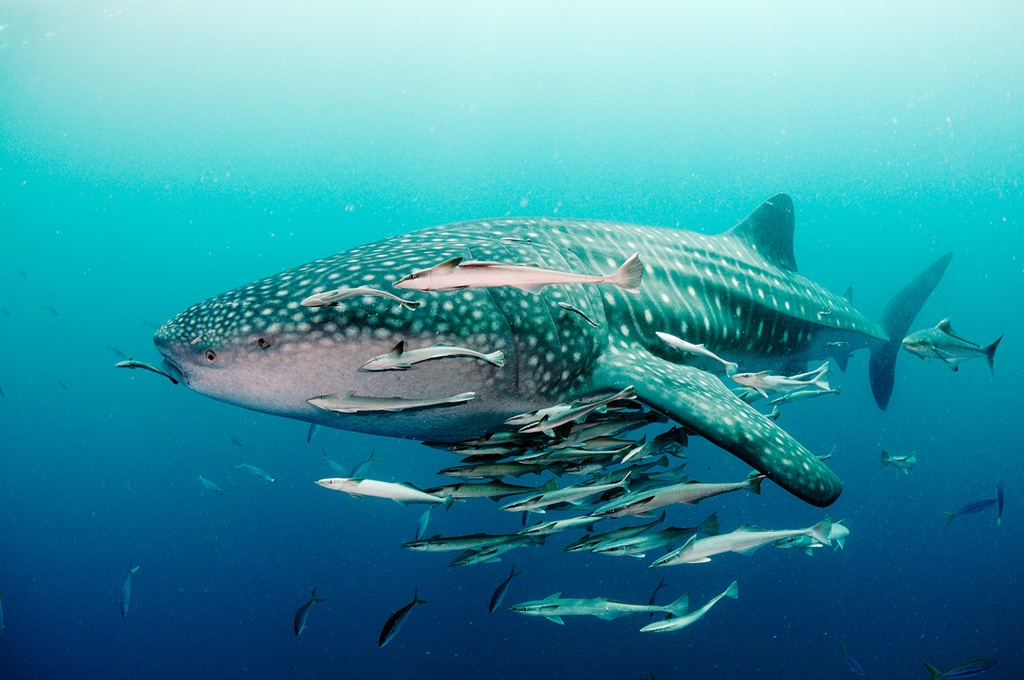 Whale_shark_L2669_165_Triton_Bay