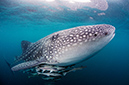 Whale_shark_L2692_59_Triton_Bay