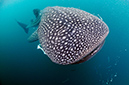 Whale_shark_L2692_134_Triton_Bay