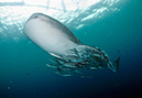 Whale_shark_L2669_141_Triton_Bay