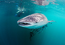 Whale_shark_L2692_195_Triton_Bay1