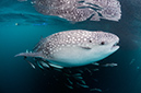 Whale_shark_L2692_98_Triton_Bay