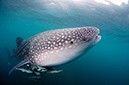 Whale_shark_L2692_58_Triton_Bay