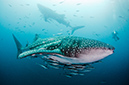 Whale_shark_L2669_171_Triton_Bay