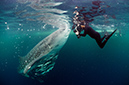 Whale_shark_L2669_55_Triton_Bay