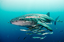 Whale_shark_L2669_165_Triton_Bay