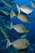 Bluespine_unicornfish_L2108_49_Ras_Mohammed