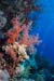 Coral_reef_L2108_35_Ras_Mohammed