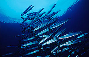 Blackfin Barracudas