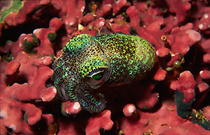 Bobtail Squid