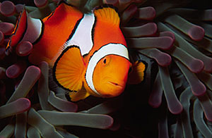 Clown Anemonefish