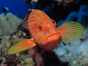 Coral Grouper 