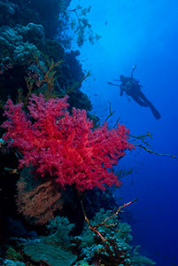 Diver and coral, Red Sea