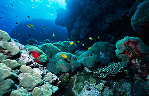 Red Sea coral reef