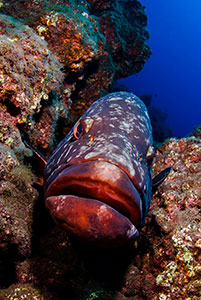 Dusky Grouper