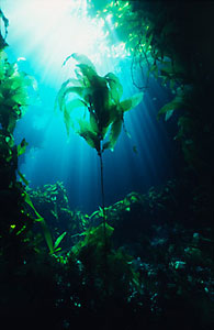 Kelp forest (USA)