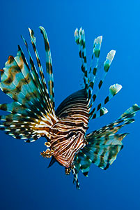 Lionfish