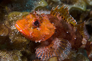 Madeira Scorpionfish