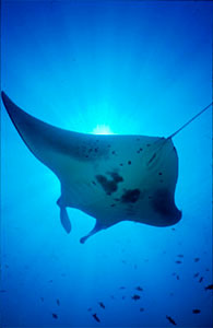 Manta Ray