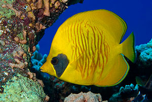 Masked Butterflyfish