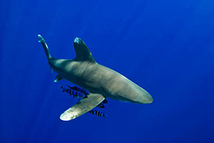 anic Whitetip Shark