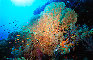 Sea Fan on Red Sea reef