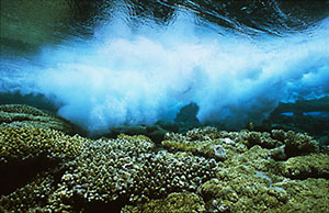 ve breaking on Red Sea reef