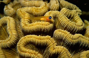 Peppermint Goby on Brain Coral 