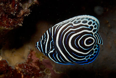 Emperor_angelfish_(juvenile)_LP2072_05_Nuweiba