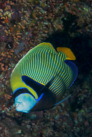 Emperor_angelfish_L2100_33_Shag-Rock_Kingston