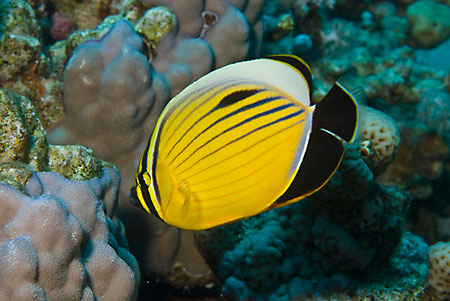 Exquisite_butterflyfish_L2092_06_Jackfish_Alley