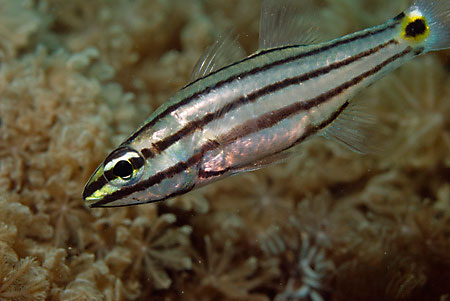 Five-lined_cardinalfish_LP2060_02_Nuweiba