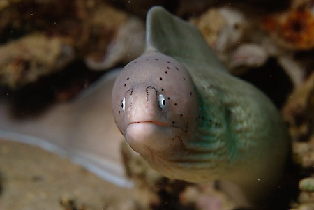 Geometric_moray_LP2073_04_Nuweiba