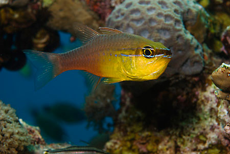 Goldbelly_cardinalfish_L2060_15_Nuweiba