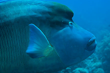 Humphead_wrasse_L2083_31_Ras_Mohammed