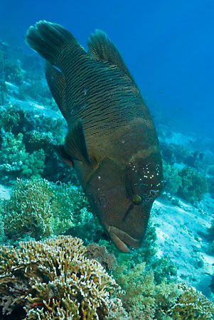 Humphead_wrasse_L2107_32_Ras_Mohammed