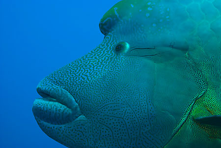 Humphead_wrasse_L2109_35_Ras_Mohammed