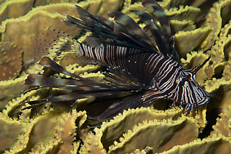 Lionfish_L2085_20_Tiran