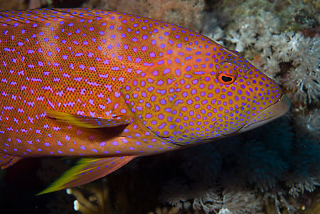 Lyretail_grouper_L2085_11_Tiran