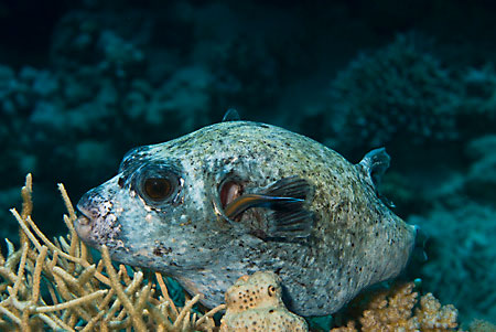 Masked_puffer_L2089_06_Ras_Ghazlani