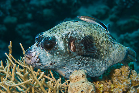 Masked_puffer_L2089_09_Ras_Ghazlani