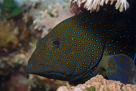 Peacock_grouper_L2089_08_Ras_Ghazlani