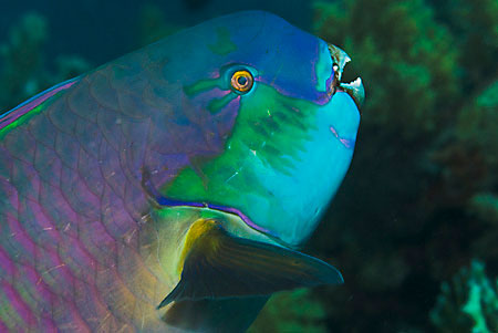 Red_Sea_steephead_parrotfish_L2090_40_Ras_Mohammed