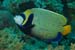 Emperor_angelfish_L2088_10_Ras_Mohammed