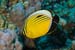 Exquisite_butterflyfish_L2092_06_Jackfish_Alley